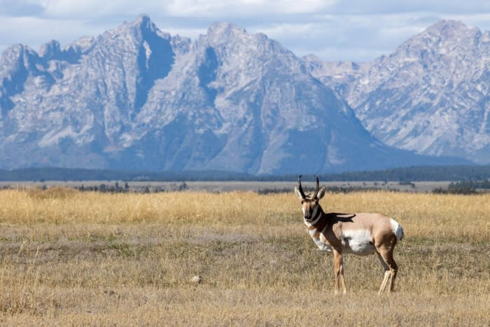 Grand Teton National Park: Land Sale Threatens Irreversible Damage